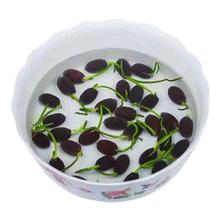 碗莲水培植物花卉室内花好养四季开花种子籽水养荷花盆栽睡莲庭院