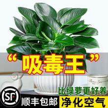 欧根庭 金钻盆栽植物铂金钻绿萝箩水培大叶绿植多肉办公室内懒人好养花卉