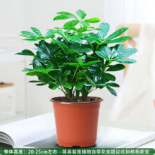京东百亿补贴：花行榜  绿植发财树 4棵20cm+原土盆 含盆