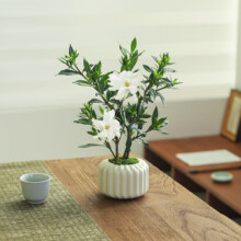 八芽 小叶栀子花-陶瓷竖纹盆 带盆栽好