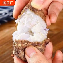 云南牛奶小芋头5斤新鲜现挖红芽毛芋头奶油芋艿鲜蔬菜竽头小香芋