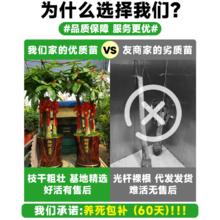 88VIP会员：临雅 门口盆栽铁树室外金钱树龙血树室内散尾葵天堂鸟庭院大门大型绿植