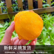 山东蒙阴 特大果 黄桃 黄金油桃 净重2.25斤（4-6个）