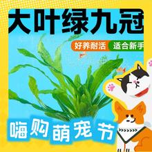 88VIP会员：yee 意牌 鱼缸水草 大九冠