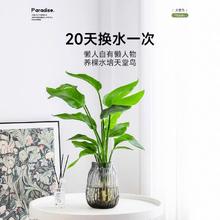 88VIP会员：爱优尚 天堂鸟水培植物客厅绿植花卉盆栽办公室内桌面四季常青水养鹤望兰