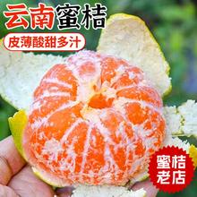 膨张 云南无籽青皮蜜桔5斤甜橘子