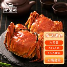 御蟹湖 苏州太湖大闸蟹 去绳足重 2.3-2.6两 8只 鲜活六月黄礼盒装源头直发