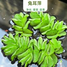 鱼缸水草植物 兔耳萍 2棵