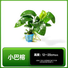 88VIP会员：yee 意牌 鱼缸造景水草 小巴榕
