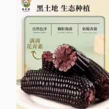 美农哥  东北黑糯玉米200g*10支