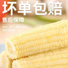 甜白糯玉米真空袋装新鲜采摘粘玉米棒东北黏苞米加热即食