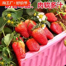 草莓种籽子水果苗四季结果蔬菜水果盆栽植物花种子籽子种植开花