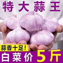 十足干-山东紫皮大蒜头干蒜批发新鲜红皮大蒜子农家特大种蒜籽
