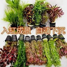 红波水草 5~7颗一盆