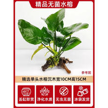限移动端、京东百亿补贴：临雅 鱼缸水榕水草 单头 大叶榕+沉木