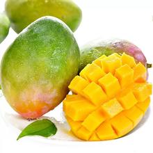 5斤单果500g+ 四川攀枝花凯特芒果