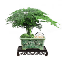 KaiShiguo Plants 开时果 文竹盆栽
