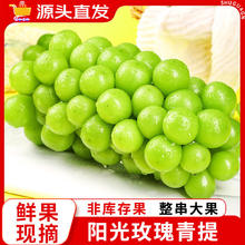 特大果 阳光玫瑰 葡萄 净重2.25斤 10-20g