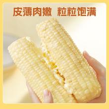 农科玉 白甜糯玉米 260g*8根