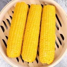 KEEP W-VILLAGE GO 守望乡村 东北甜糯玉米10支*200g 24年新玉米