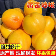 一级果 山东蒙阴黄桃 黄金油桃 2.5斤装 爆甜