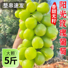 庾丰四川阳光玫瑰葡萄 当季孕妇新鲜水果 晴王香印青 提子礼盒含箱 5斤彩箱臻品装净重4斤
