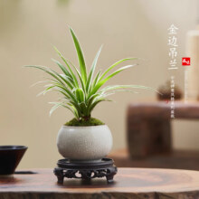 开时果 金边吊兰（金边裂纹盆+圆底托）