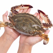 需凑单：鱻谣 超大号梭子蟹1300g/5-6只整蟹 4-6两/只