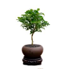 朵屿花间 清香胡椒木盆栽 带早安盆