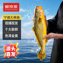 鲜京采 冰鲜黄鱼500g*2条(净重1kg) 宁德大黄鱼 生鲜鱼类 地标源头直发