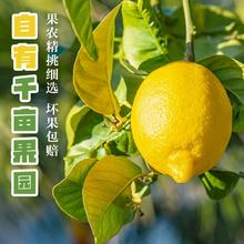 四川安岳黄柠檬新鲜水果应当季现摘1斤