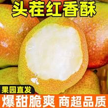 千园九味 香酥梨 3斤