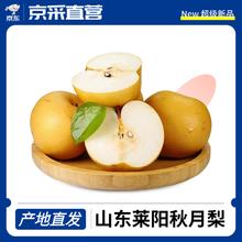水果蔬菜 山东秋月梨 5斤大果 单果6-8两