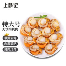 鲜泰来 扇贝肉 500g