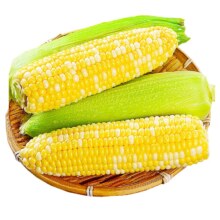 静益乐源 云南水果玉米棒 2.5kg 单根250g+