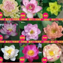 混色10粒