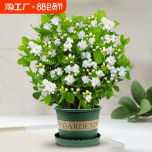 两草三花 重瓣茉莉花盆栽室内四季开花