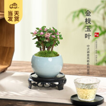 开时果 金枝玉叶盆栽 哥窑浅蓝盆+苔藓+底托