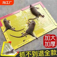 30张强力粘鼠板捉粘
