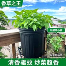 临雅 罗勒盆栽罗勒苗可食用薄荷迷迭香驱蚊植物室内阳台绿植好养活四季