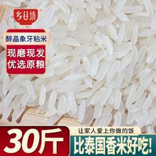 乡谷坊 象牙粘米15kg长粒香新米丝苗米煲仔饭长粒米50斤猫牙大米