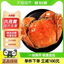 俏苏阁 精品六月黄鲜活大闸蟹12只装1.3-1.6两/只活蟹礼盒