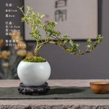 开时果 金边六月雪盆栽悬崖弯枝造型（白玉陶瓷盆+苔藓+底托）