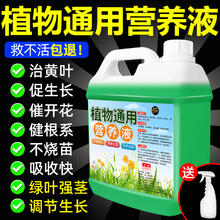 家可美 植物营养液通用型培养绿植盆栽花卉花肥液体肥料土培水培治黄叶%