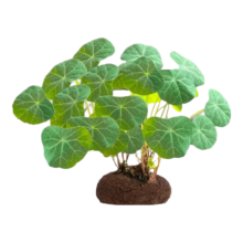 京东百亿补贴：壹植水培山乌龟植物 山乌龟种球+莲花盆（含底座）