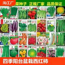 蔬菜种子大叶香菜四季小香葱播盆栽辣椒番茄黄瓜秋易种籽孑大全植