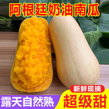 蹊蹊的小菜园 当季新鲜现摘奶油小南瓜 5斤