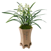 需首购礼金：劉閣蘭花四季素心大凤素有带花苞出售有香味的花苗室内阳台绿植物花卉盆栽 2苗连体裸根