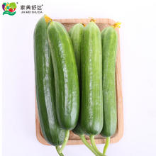 家美舒达 山东农特产 水果黄瓜 1kg 小黄瓜 健康轻食 新鲜蔬菜