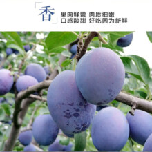 plus会员立减:高山西梅礼盒 彩箱甄选大果带箱5.6斤